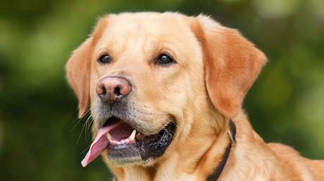 Un año de un perro no equivale a siete de un humano: proponen una nueva forma para comparar la edad de las mascotas con la nuestra