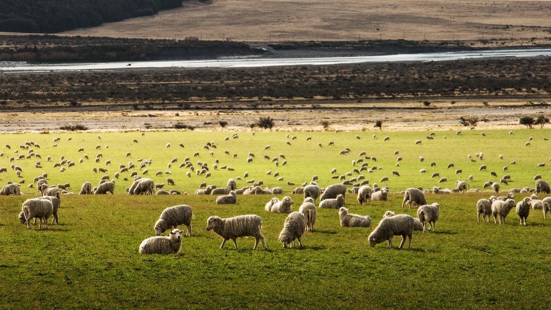 Nueva Zelanda lanza un programa genético que permitirá criar ovejas 'ecológicas' con baja emisión de metano