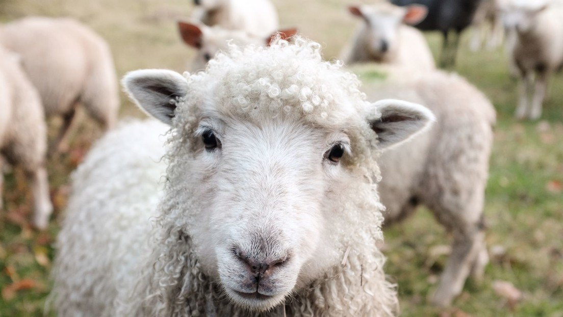 Policías expertos en paganismo investigan los siniestros asesinatos de ovejas marcadas con pentagramas en el Reino Unido