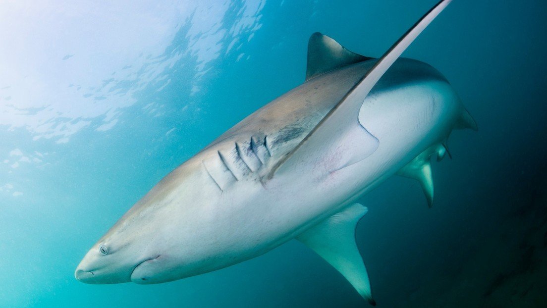 Hallan un lugar al que los tiburones regresan cada año, pero nadie entiende por qué