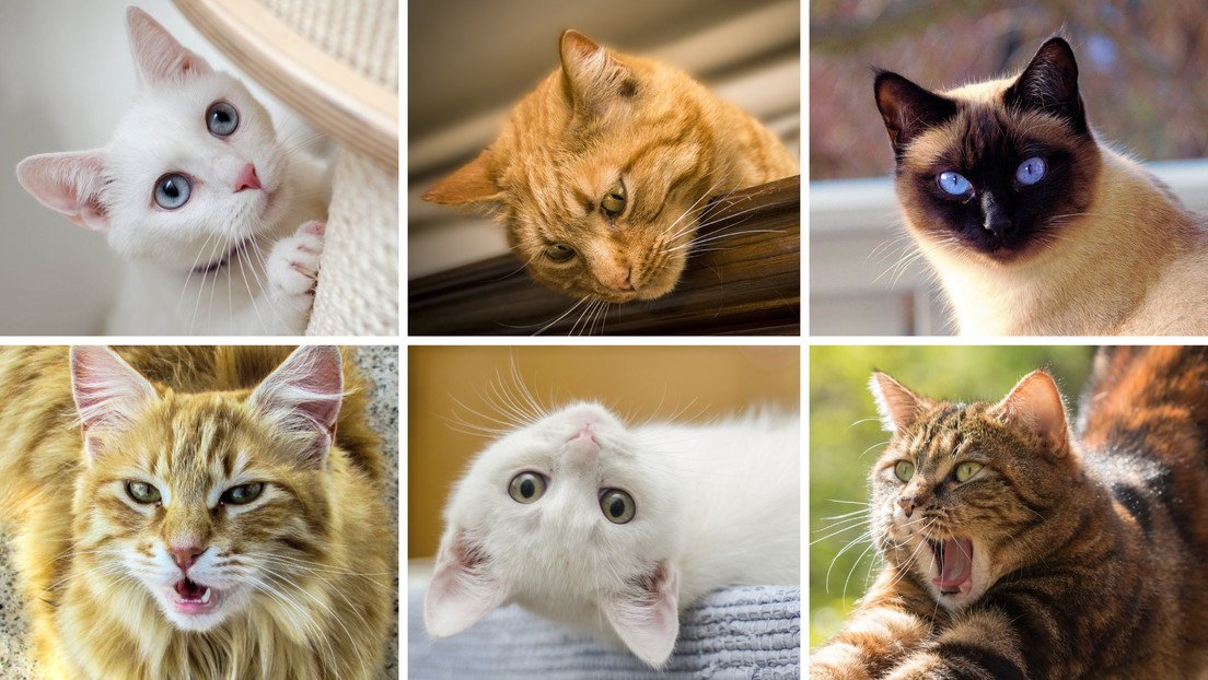 Un estudio comprueba que se pueden descifrar las expresiones faciales de los gatos, aunque no está al alcance de todos