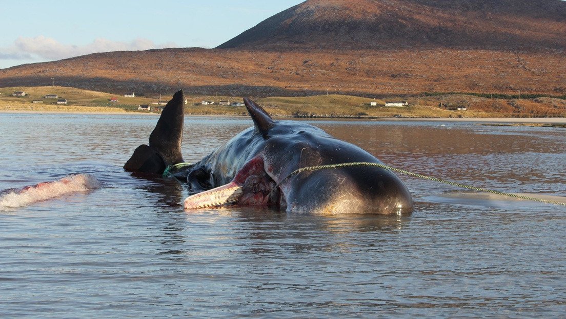Un cachalote con 100 kilos de basura en su estómago muere varado en una playa en Escocia