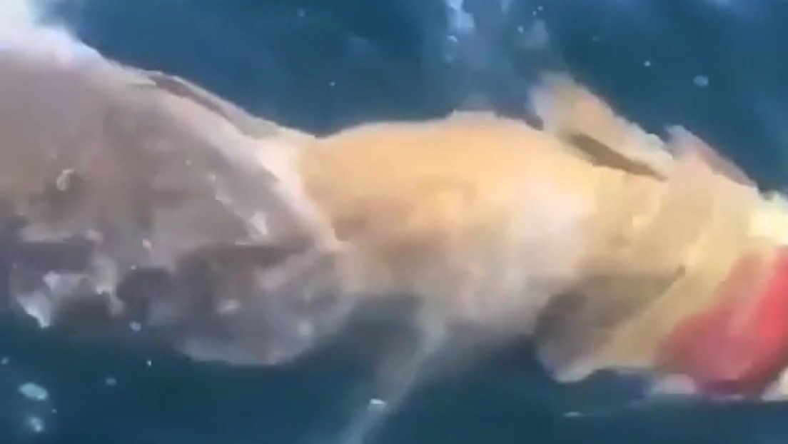 VIDEO: Un tiburón blanco lucha por devorar a un pez gigante a pocos metros de una embarcación