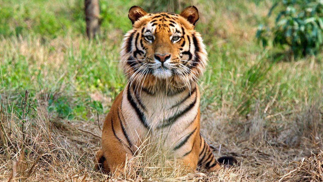 Un tigre bate récord al recorrer 1.300 kilómetros en busca de hogar, comida y compañera