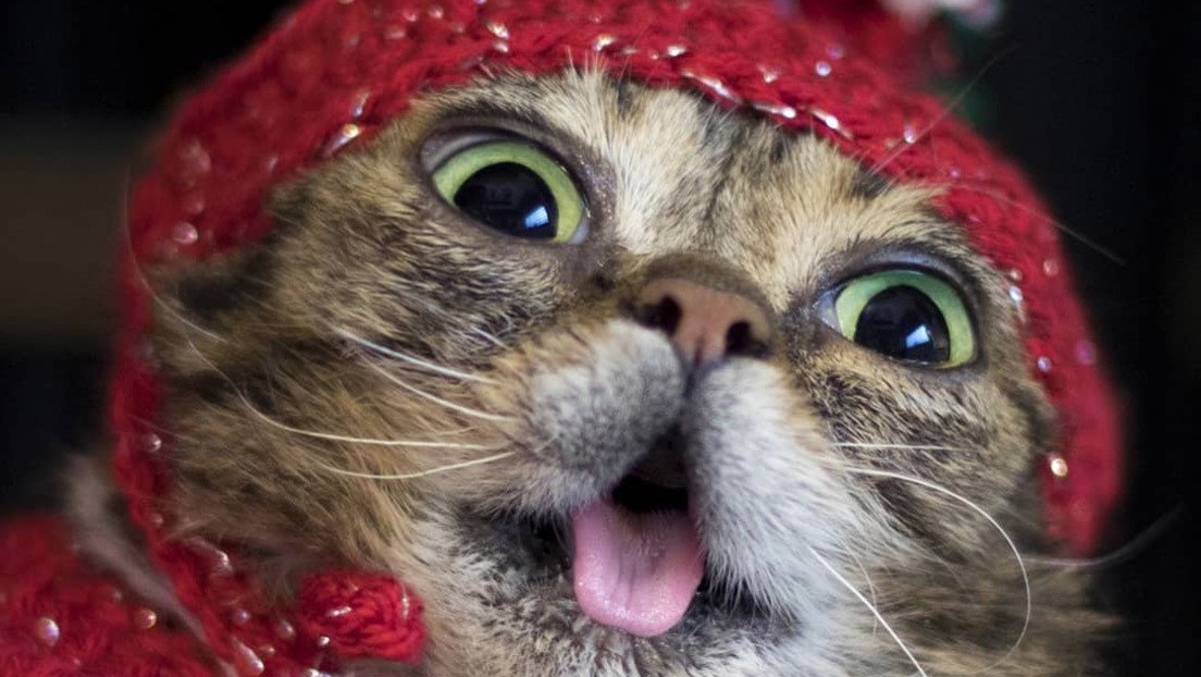 FOTOS: Muere Lil Bub, la famosa gata con la lengua afuera con millones de seguidores en Instagram