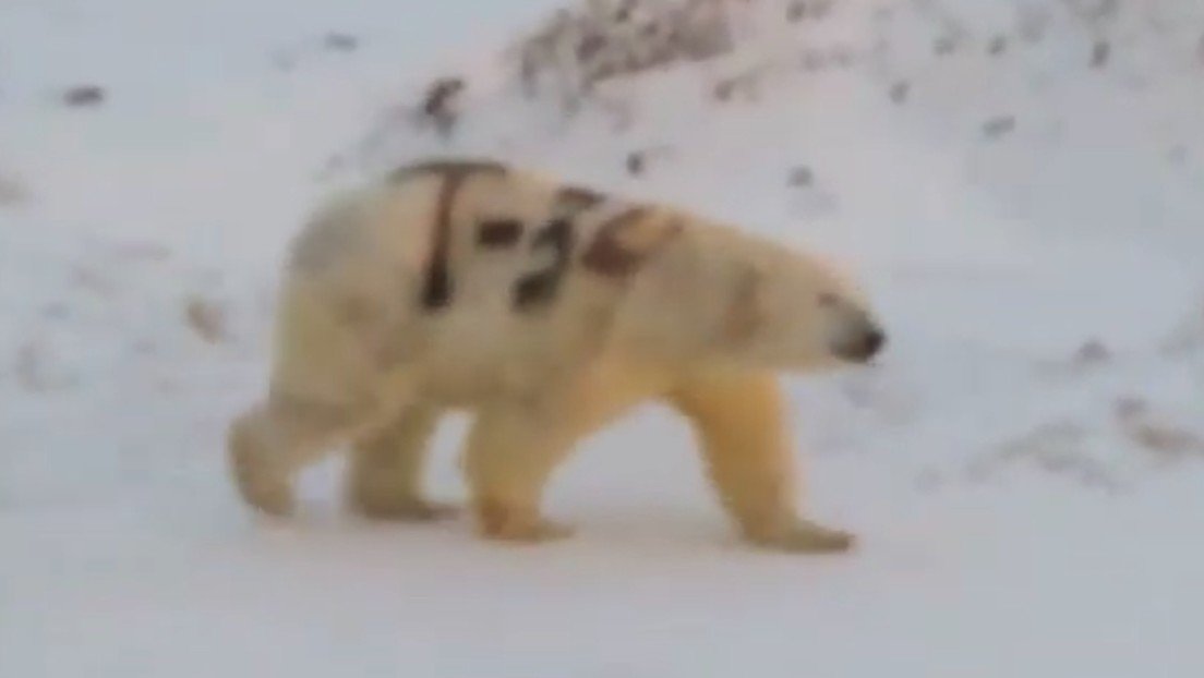 Hallan un oso polar con un mensaje pintado en su piel que podría poner en peligro su vida