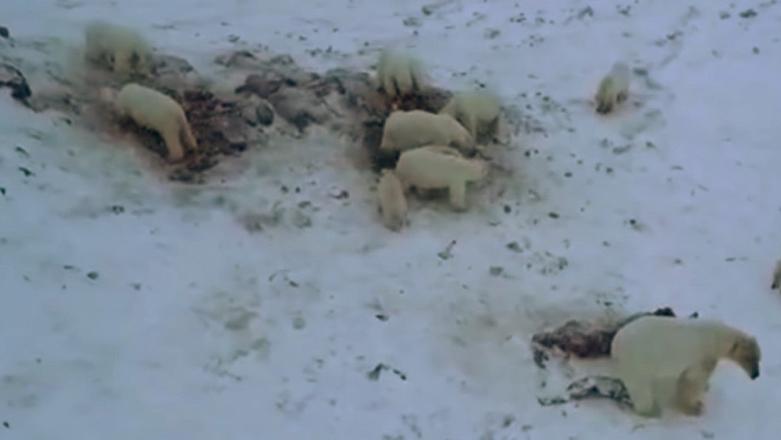VIDEO: Más de 50 osos polares hambrientos invaden una aldea de Rusia