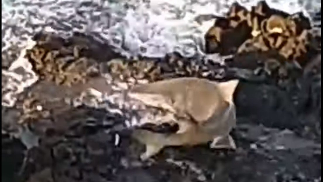 VIDEO: Un tiburón limón salta a la superficie y se traga miles de sardinas en solo segundos