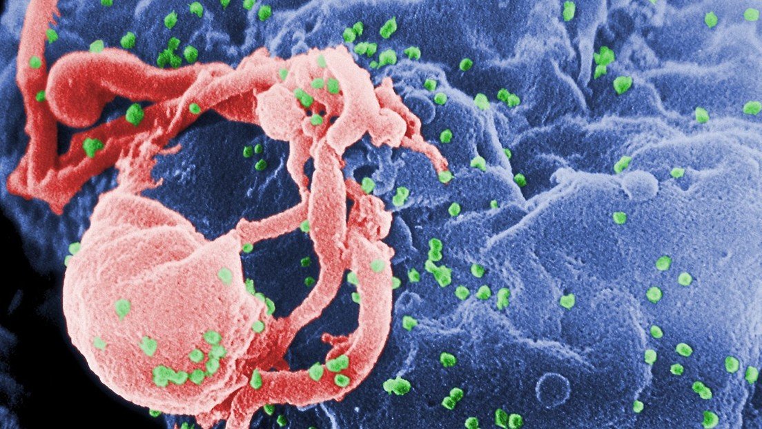 Diseñan el sistema inmunitario para que pueda combatir al VIH