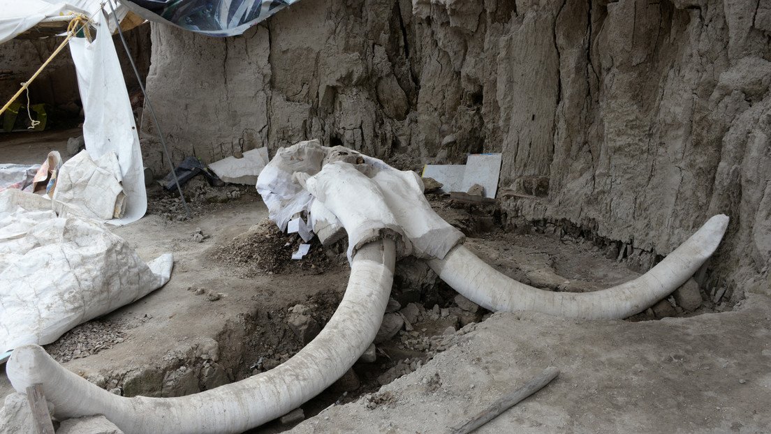 Encuentran dos esqueletos de mamut durante la construcción del nuevo aeropuerto de Ciudad de México