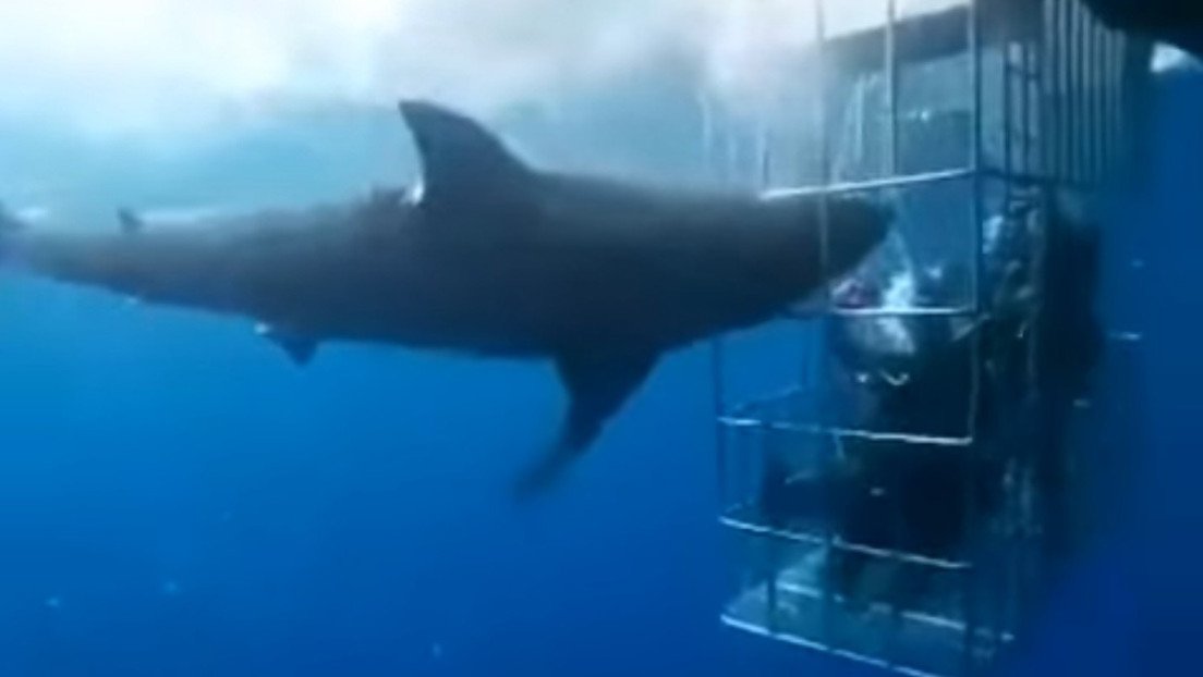 VIDEO: Un tiburón blanco muere desangrado tras quedar atorado en una jaula de turistas
