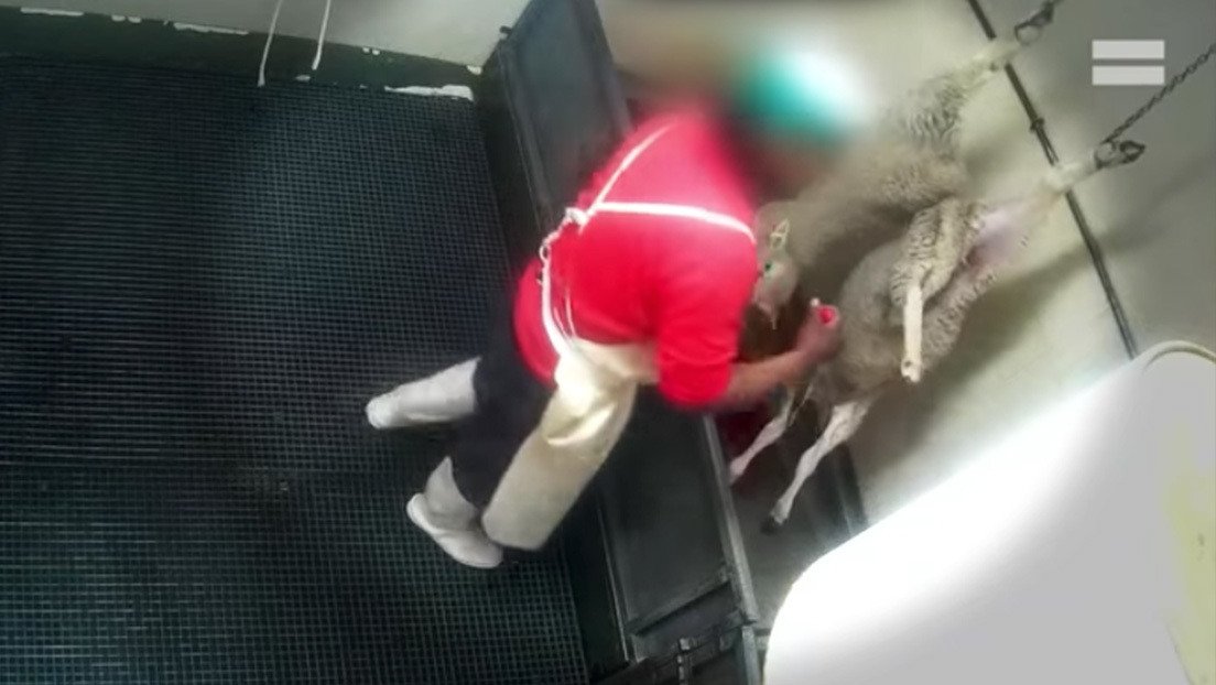 Graban con cámara oculta crueles escenas de maltrato animal en un matadero de España