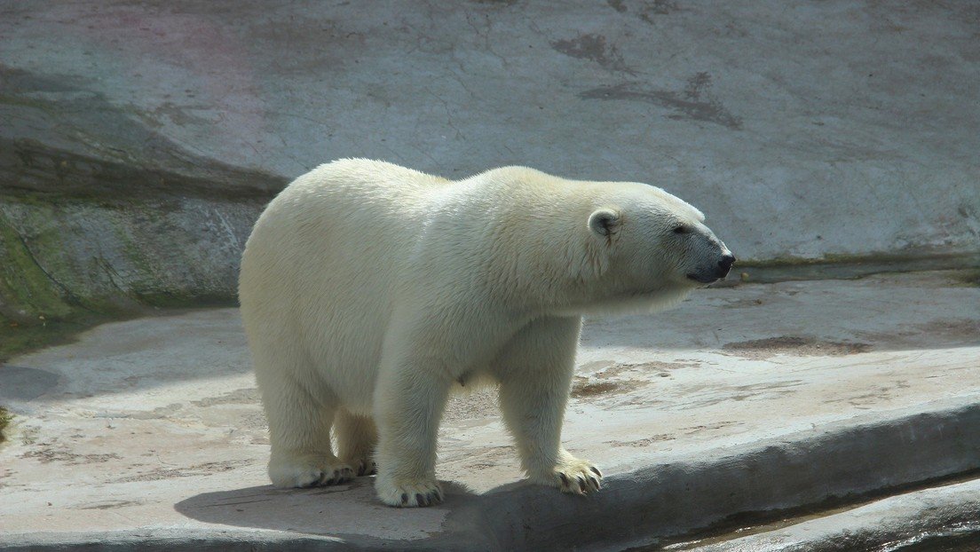 Científicos aclaran el misterio del oso polar que lleva escrito en el lomo el nombre de un icónico tanque soviético