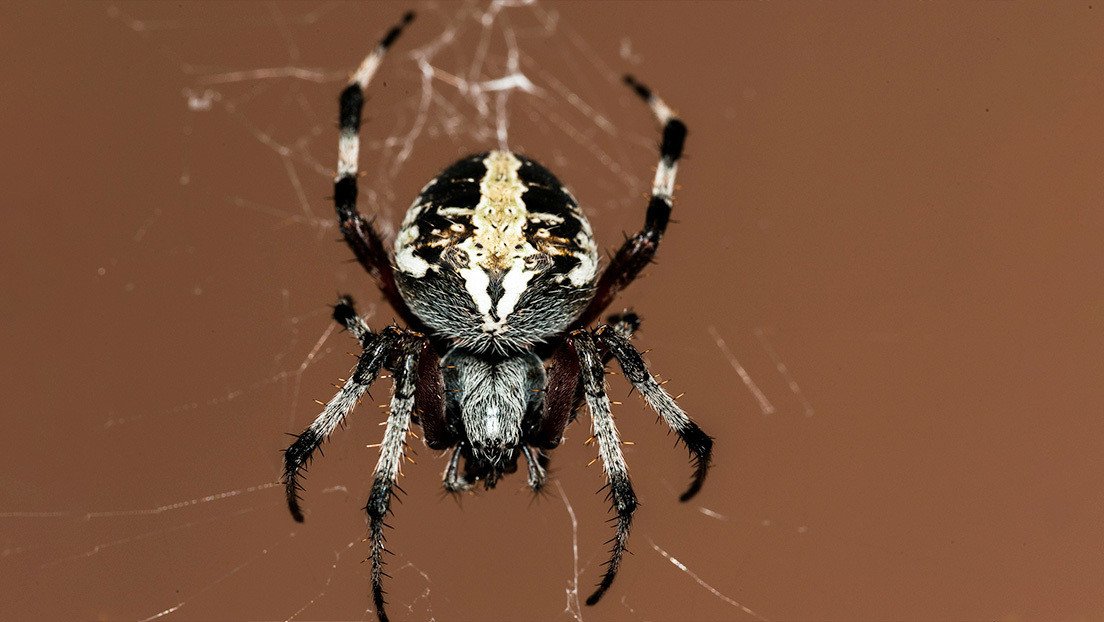 Descubren en México una nueva especie de araña violinista venenosa endémica del Valle del Anáhuac