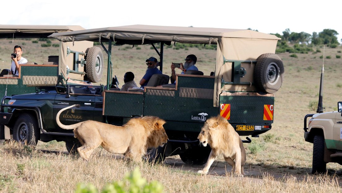 Un león escapa de un parque natural y se come a un hombre en Kenia