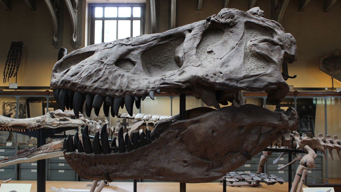 Un nuevo dinosaurio hallado en Argentina revela claves de la evolución de los terópodos