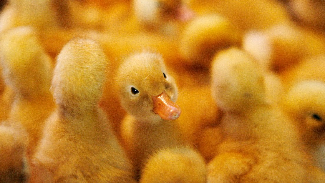VIDEO: Muestran el maltrato a miles de patos hacinados en una fábrica de 'foie gras' premiada