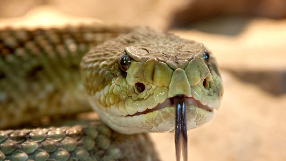 FOTOS: Cree haber encontrado una inofensiva serpiente en el baño de su casa y resulta ser una de las más venenosas del mundo