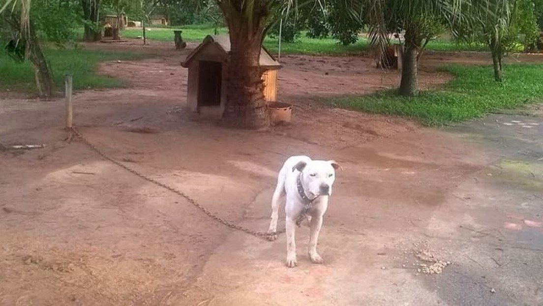 Rescatan a más de 55 perros tras desarticular una red de peleas en Brasil