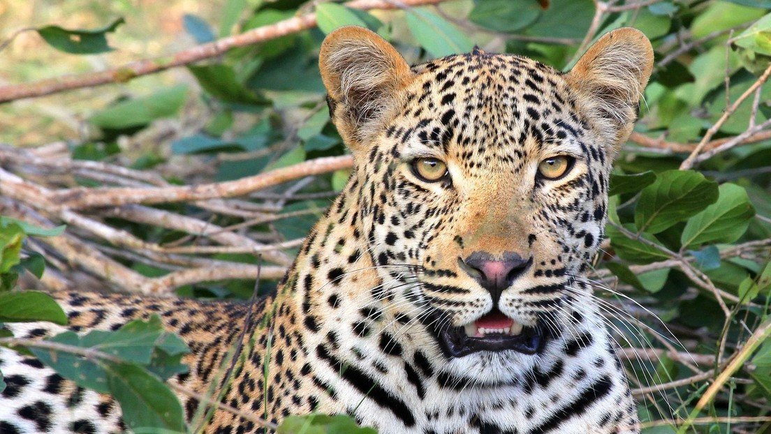Un leopardo se come a un niño y hiere de gravedad a otro mientras jugaban frente a sus casas en la India