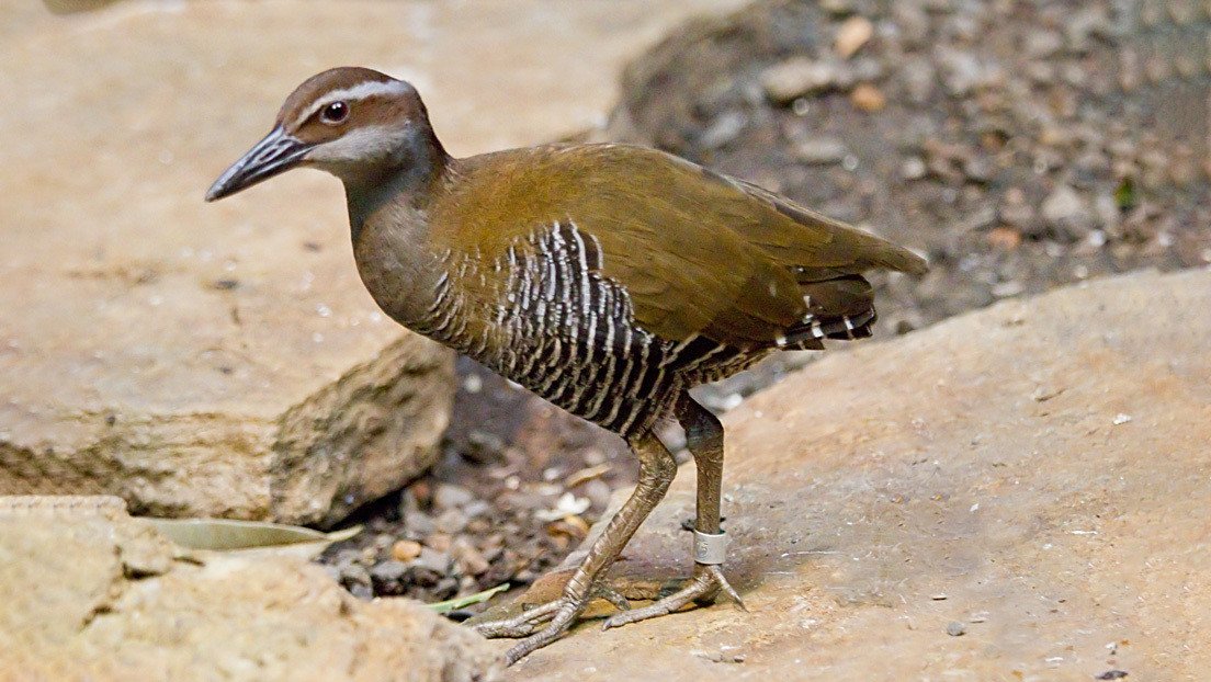 Volvió de la muerte: reaparece un ave que había sido declarada extinta hace más de 30 años
