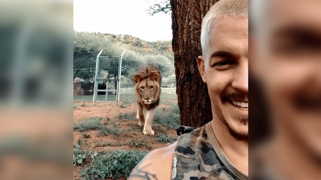 VIDEO: Capta cómo un león se le acerca "como cuando está a punto de matarte" mientras hace un selfi, pero el depredador hace lo más inesperado