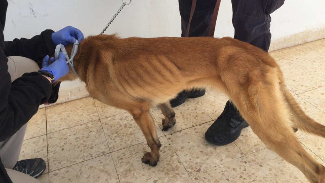 EE.UU. deja de enviar perros detectores de explosivos a Jordania y Egipto después de varias muertes