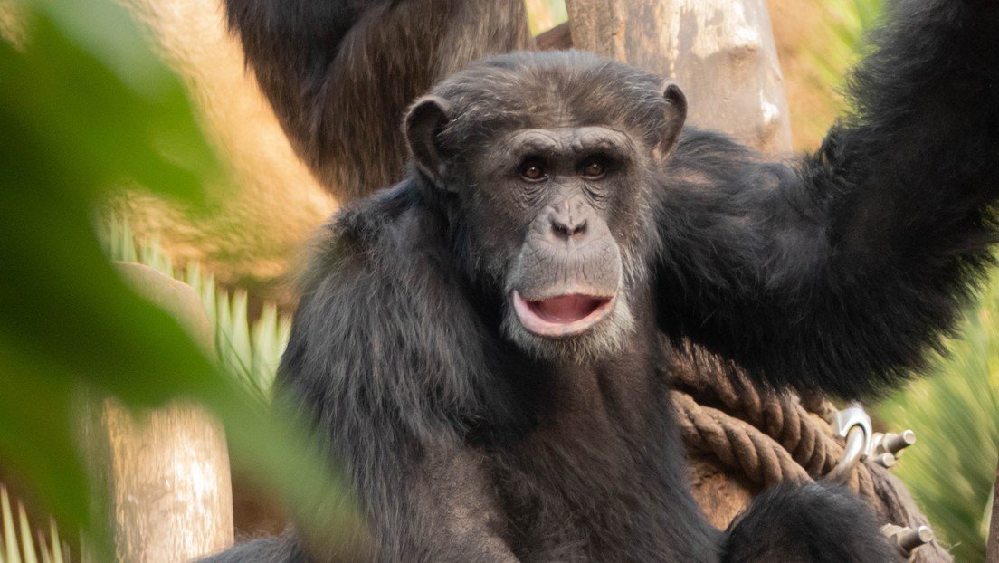 Descubren que los chimpancés tienen un gran sentido del ritmo y reaccionan a la música bailando como los humanos (VIDEO)