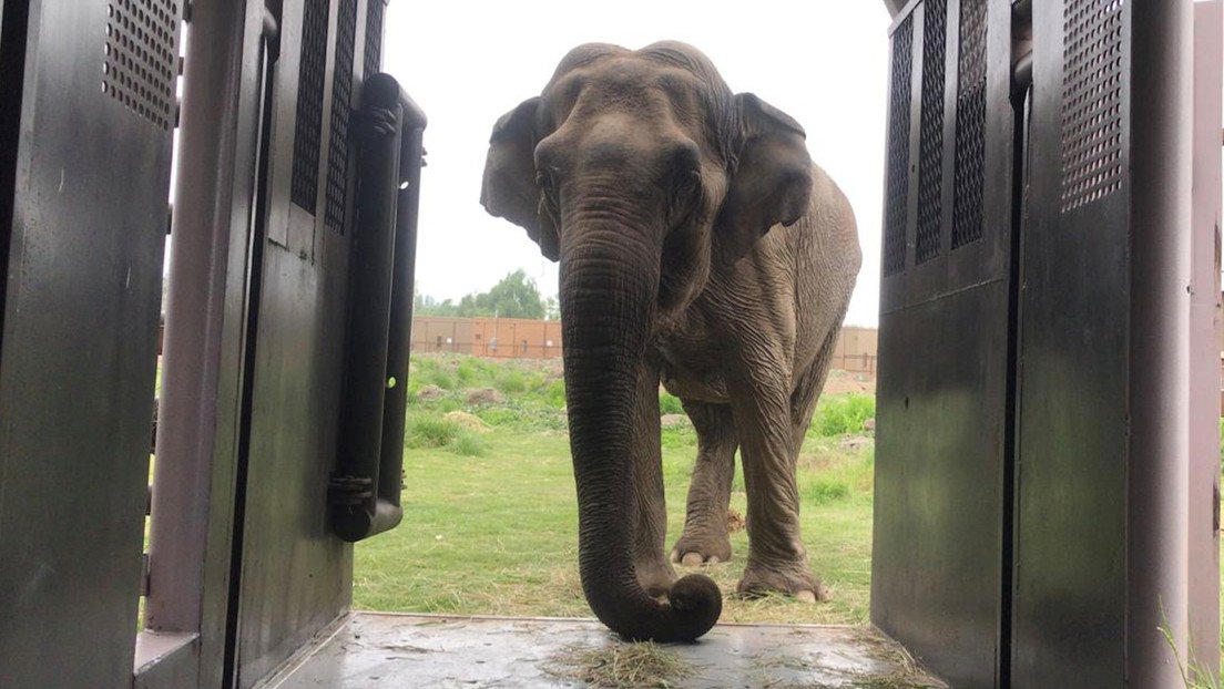 Muere la elefanta que fue maltratada durante 40 años en circos de Chile
