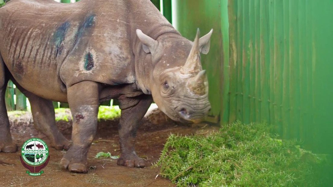 Muere a los 57 años el rinoceronte más viejo del mundo