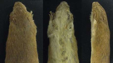 Descubren 15 nuevas especies de mamíferos argentinos que fueron "olvidados" por los museos
