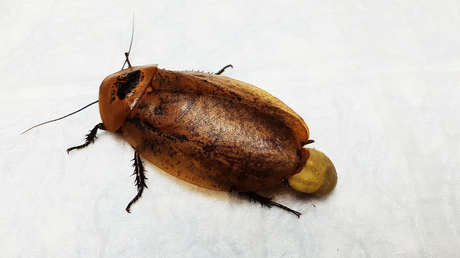 Veterinarios rusos operan con éxito a una cucaracha gestante y la esterilizan