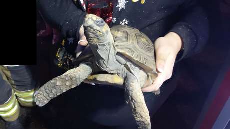 Rescatan a una tortuga 'enojada' después de provocar un incendio en la casa de sus dueños en Navidad