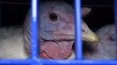 Despluman a pavos y colocan pollos en agua hirviendo mientras las aves "aún estaban conscientes"