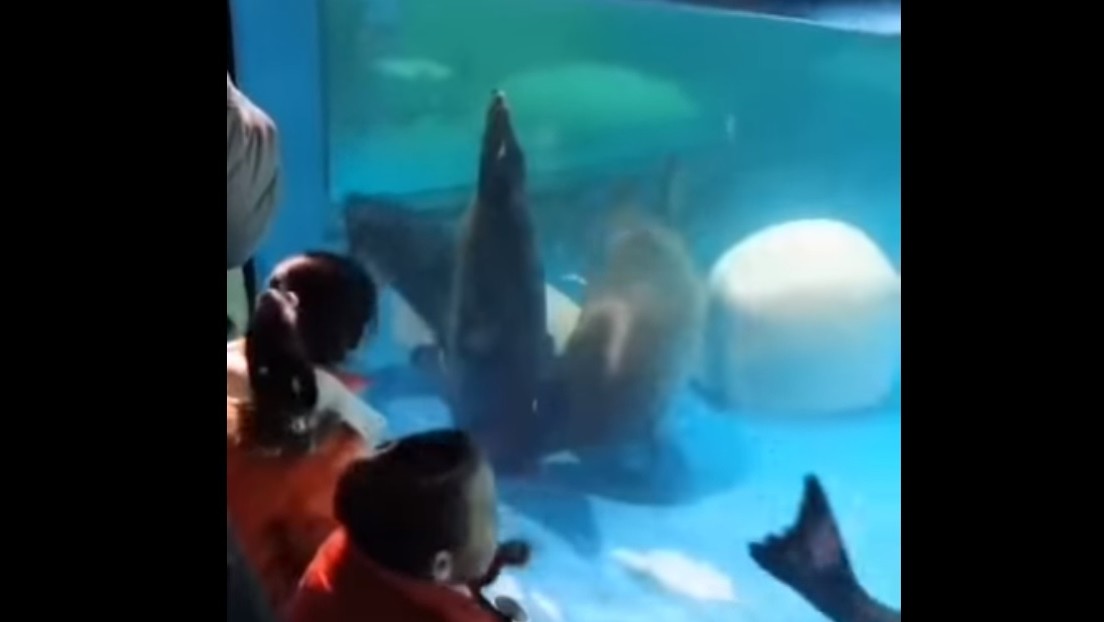 VIDEO: Focas tratan de rescatar a una compañera atrapada en un drenaje ante la mirada de niños
