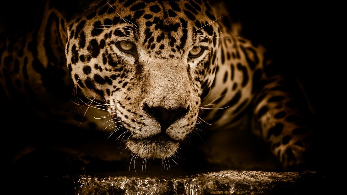 Una mujer termina con el brazo destrozado por acercarse demasiado a la jaula de un jaguar para tomarse una 'selfie'