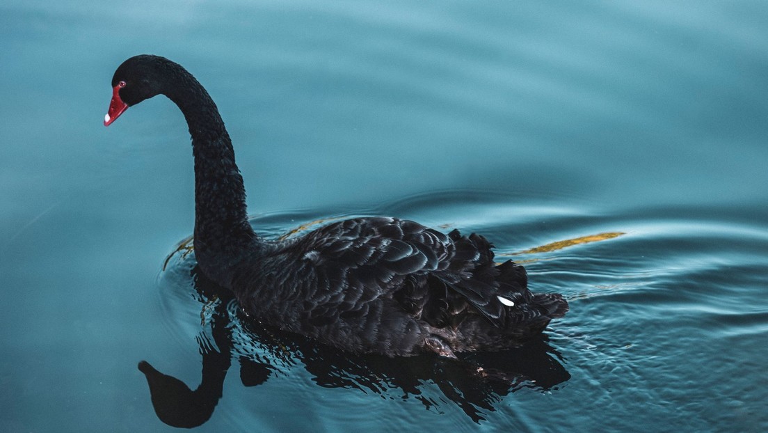 El 'cisne negro' del mercado petrolero será la perturbación de los envíos en el estrecho de Ormuz, según un analista de S&P