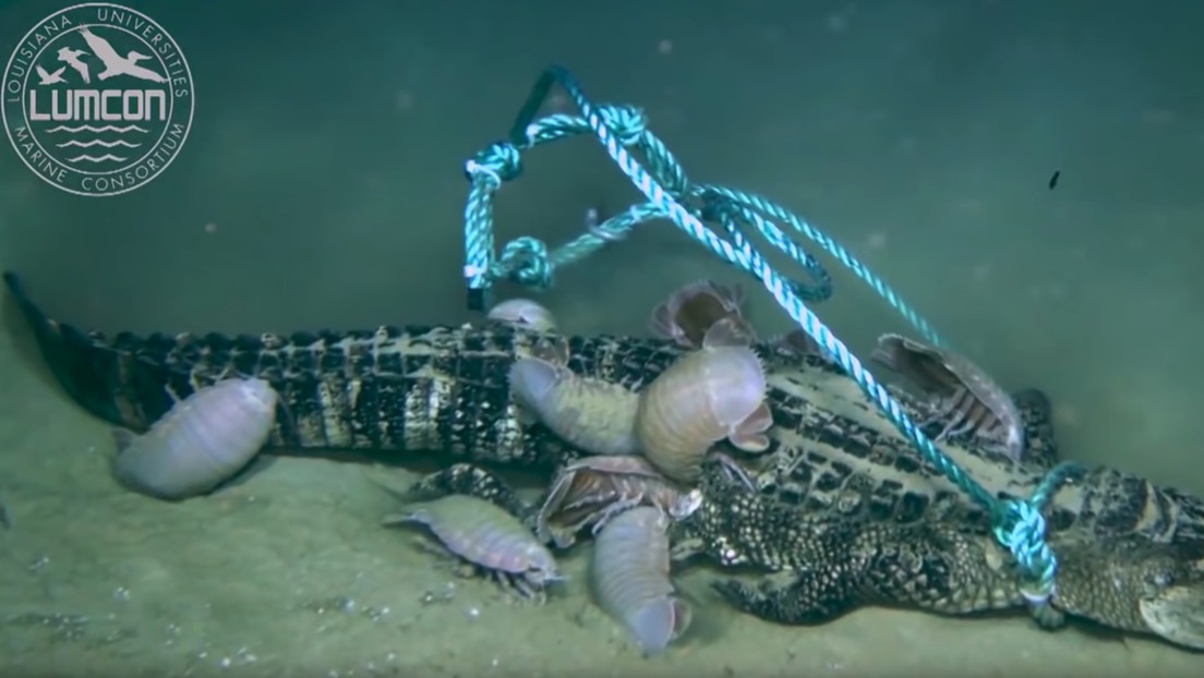 VIDEO: Colocan tres caimanes muertos en el fondo del mar para ver cómo los devoran y descubren una nueva especie