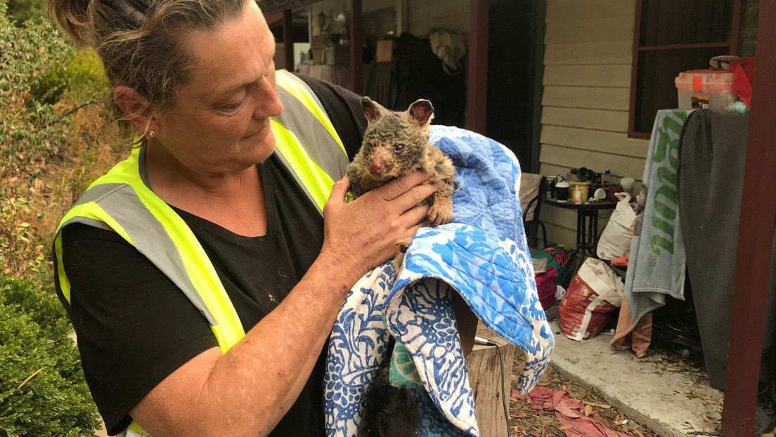 Australia empleará decenas de millones de dólares en recuperar la población de koalas tras los incendios