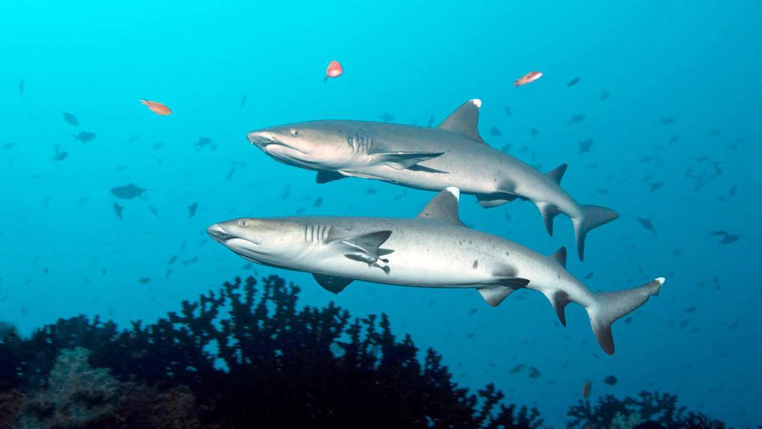 VIDEO: Cientos de tiburones invaden una bahía en Nueva Zelanda cerca de unos surfistas