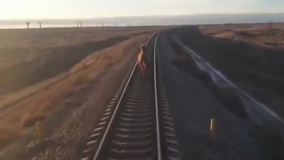 VIDEO: Un camello corriendo por una vía provoca un gran retraso en un tren internacional en Rusia