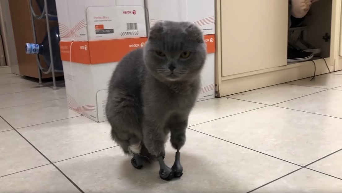 VIDEO: Una gata de Siberia camina de nuevo gracias a sus cuatro patas de titanio impresas en 3D