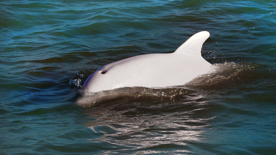 VIDEO: Raros delfines albinos son filmados por pescadores tailandeses