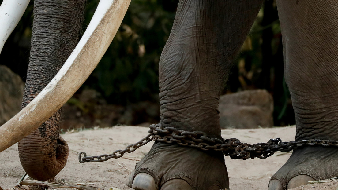 Video de un elefante gimiendo de dolor mientras lo están maltratando en un templo budista desemboca en una campaña para salvarlo