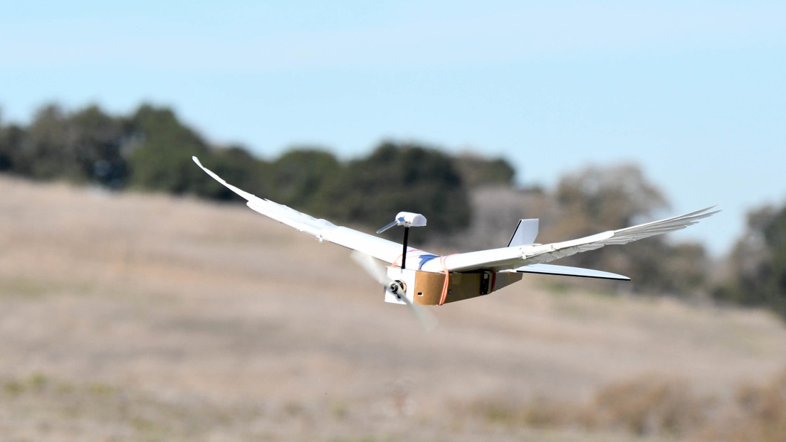 VIDEO: Presentan a PigeonBot, el primer robot con plumas de verdad que puede volar como una paloma