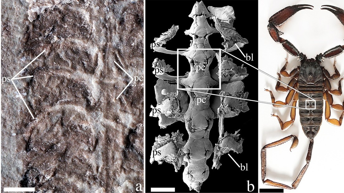 Esta arcaica especie de escorpión de 437 millones de años podría haber sido una de las primeras especies en andar por la Tierra