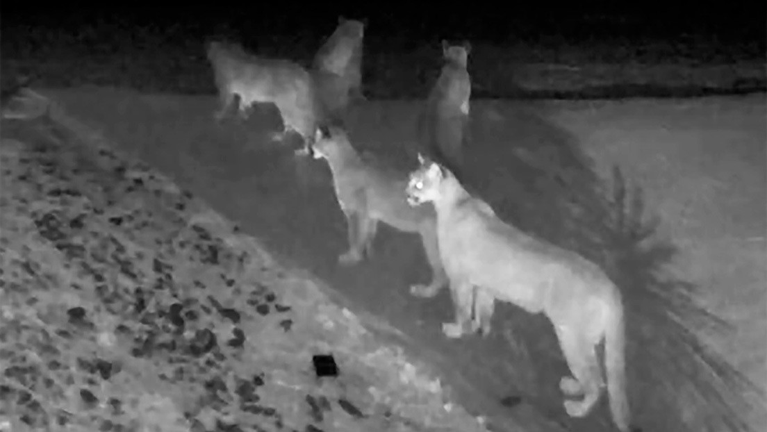 Una cámara de seguridad capta raras imágenes de cinco pumas juntos en California (VIDEO)