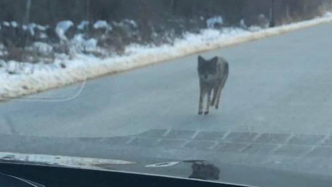 Un hombre estrangula a un coyote que atacó a su hijo de dos años