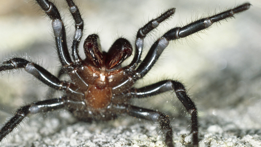 Otra 'plaga de Egipto' se cierne sobre Australia: ahora son arañas venenosas