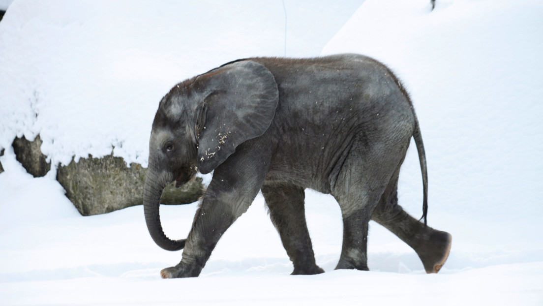 Una elefanta escapa para bañarse en la nieve en Rusia (VIDEOS)